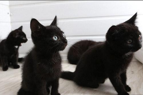 半夜走路遇到黑猫有什么办法破解,晚上12点遇到黑猫是什么征兆