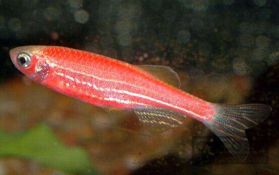 小型热带斑马鱼能在店里养吗,热带斑马鱼对水温要求