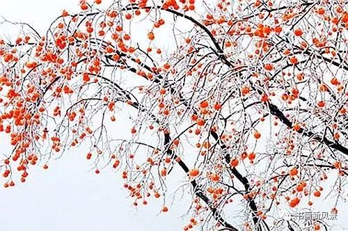 白里透红美颜,白里透红娇颜