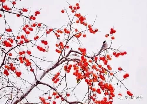 白里透红美颜,白里透红娇颜