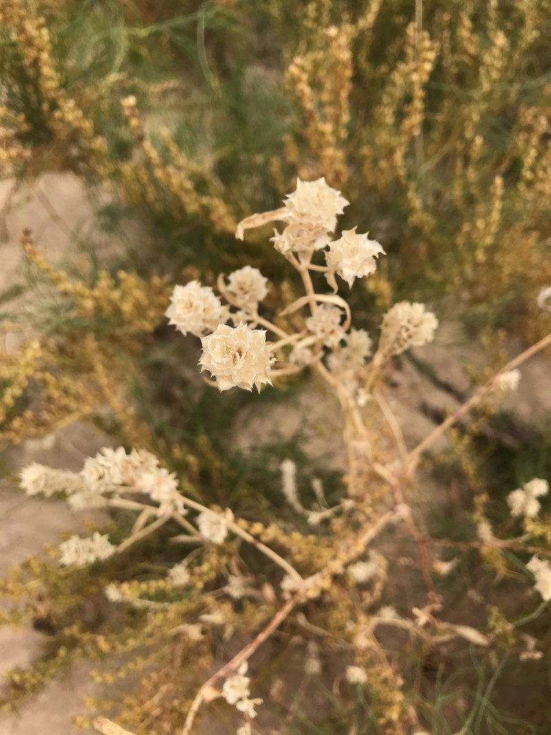 自驾赤峰草原2日,自驾赤峰草原视频