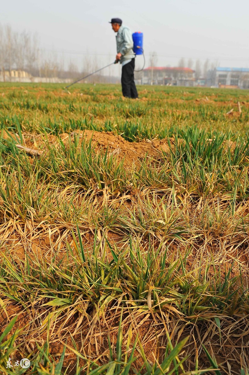 小麦除草剂药害后怎么补救,小麦发生除草剂药害后怎么补救