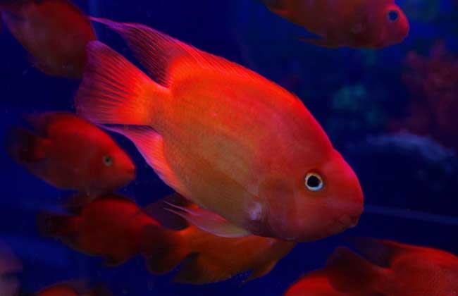 血鹦鹉鱼适合草缸吗,血鹦鹉鱼有什么品种