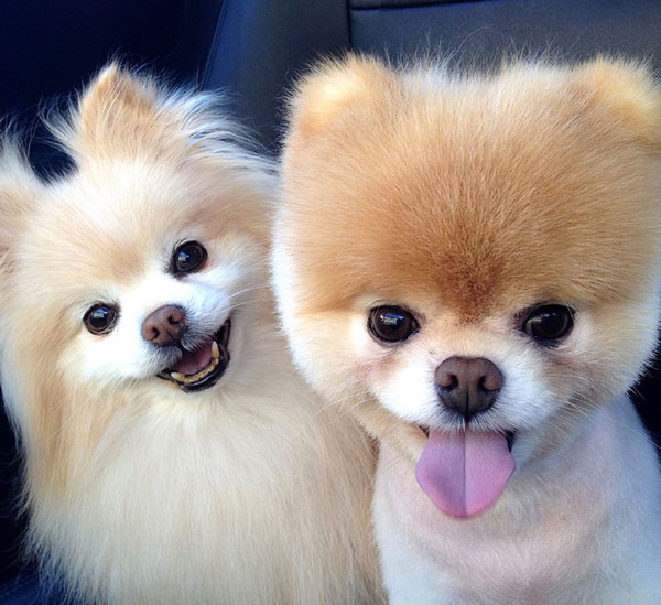 博美狗狗名字大全洋气,博美品种的狗有哪种特点和性格