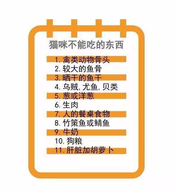 武汉联合宠物医院猫舍,武汉联合动物医院