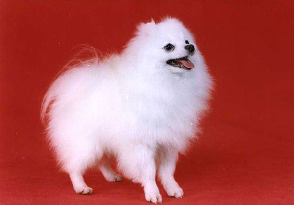 每日一读狗狗品种罗威纳犬,每日一读毛选