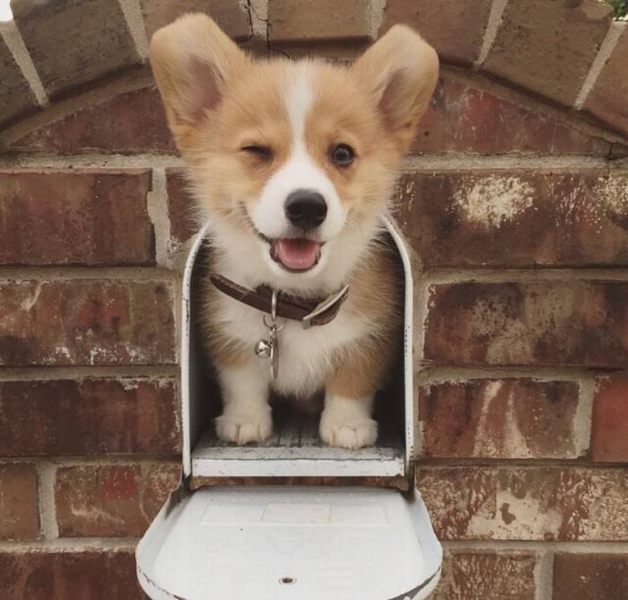 狗狗品种大全及图,狗狗品种大全价格