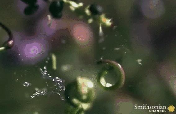 植物传播种子的方法有哪些二年级,植物的果实和种子传播方式有哪些