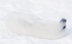 2022上海维密秀完整版,维密show