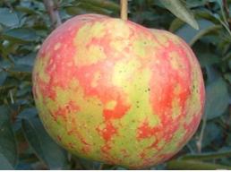 苹果树叶上的羊胡子锈病怎样防治,苹果树叶背面长绒毛怎么治