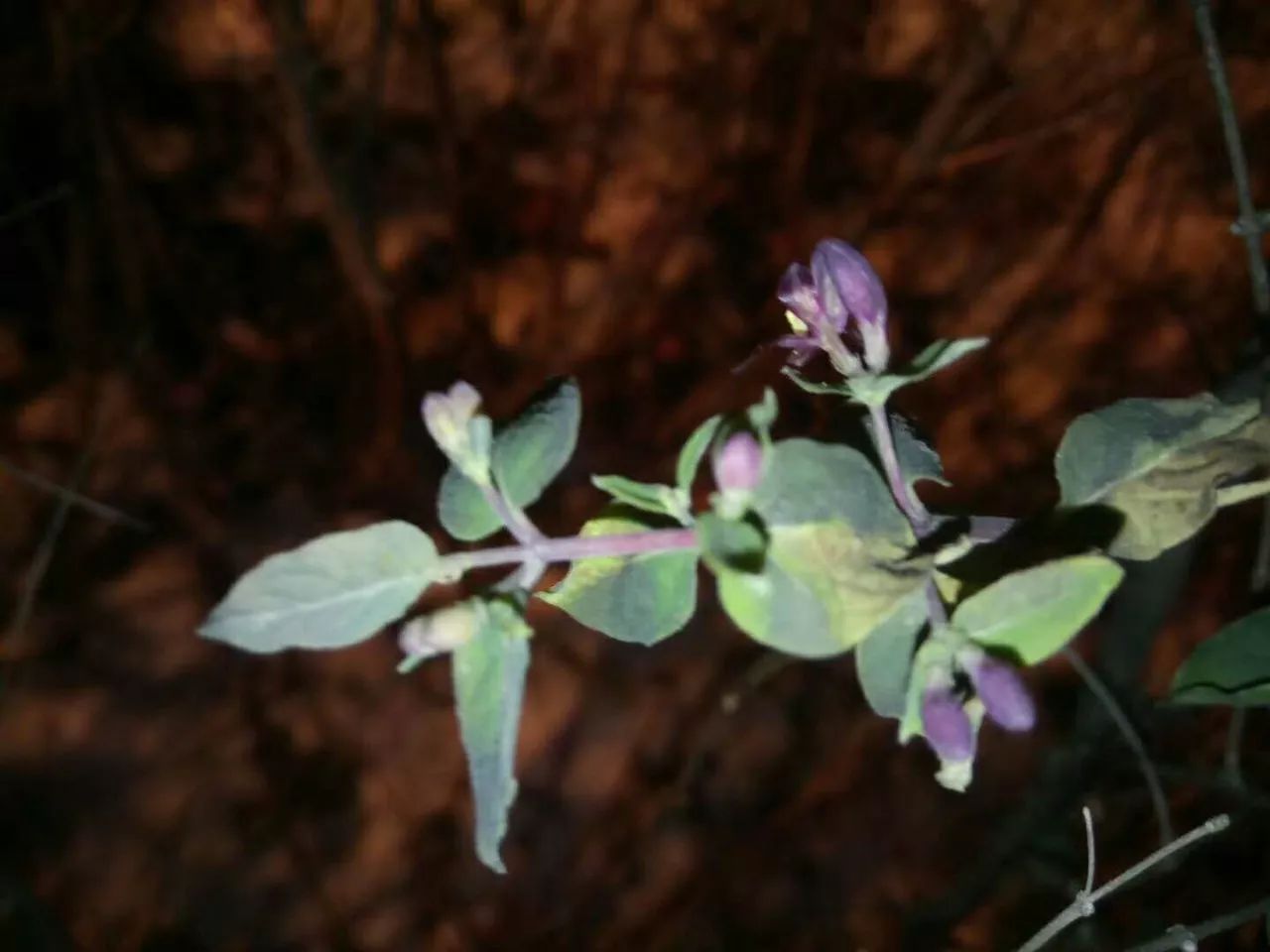 白雪中的红玫瑰花语,白雪中的粉玫瑰