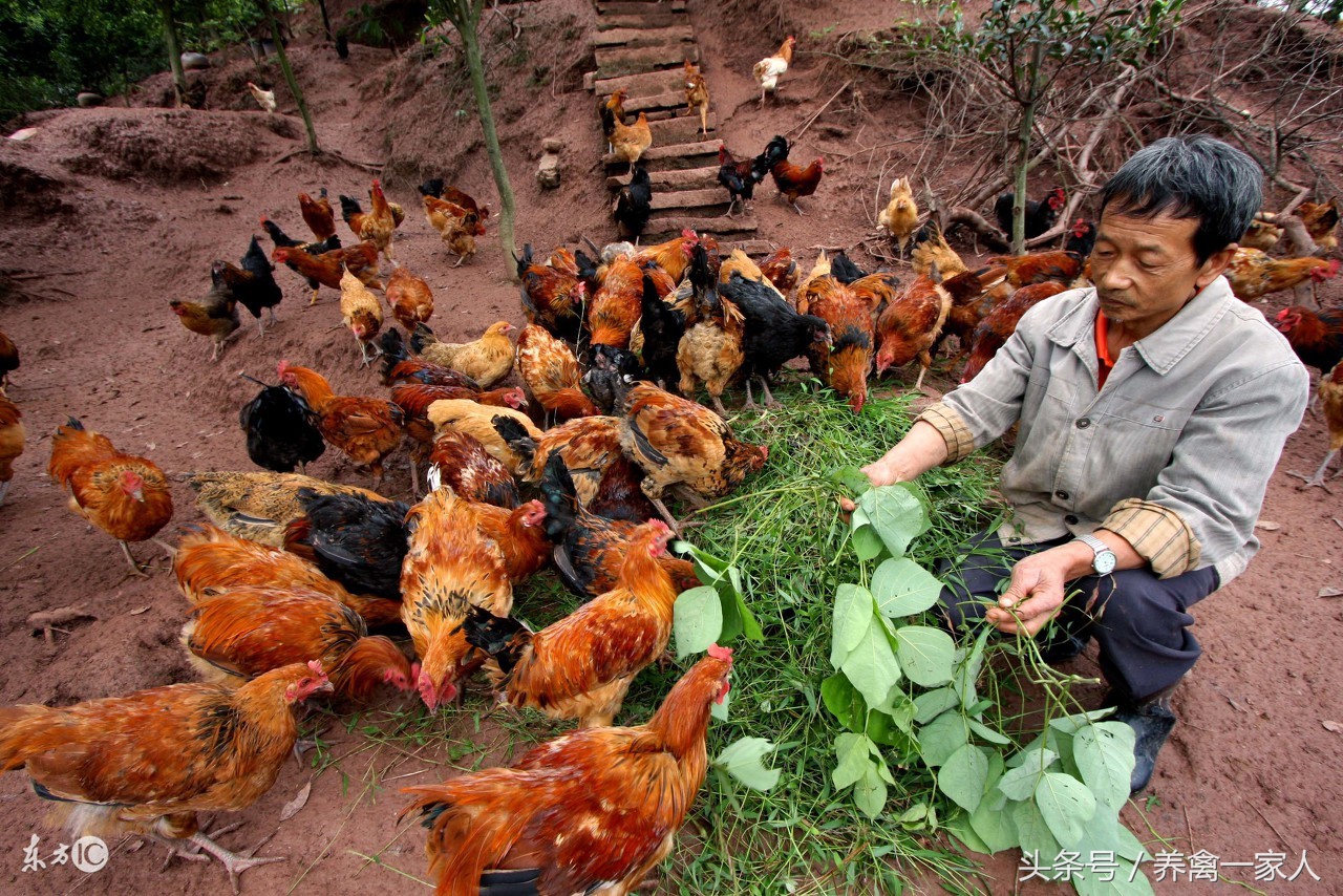 气温下降养鸡怎么防疫,养鸡技术及防疫全过程