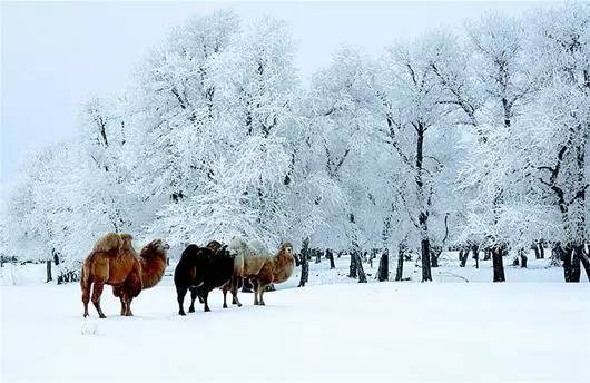 湖北武汉援疆,武汉援疆医疗队到达伊犁