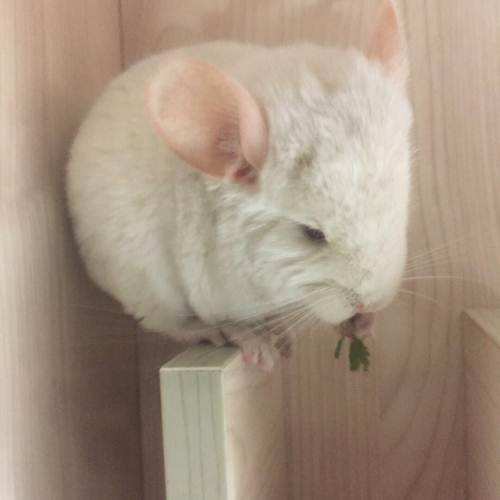 龙猫喂养最好的方法,龙猫喂养的正确方式