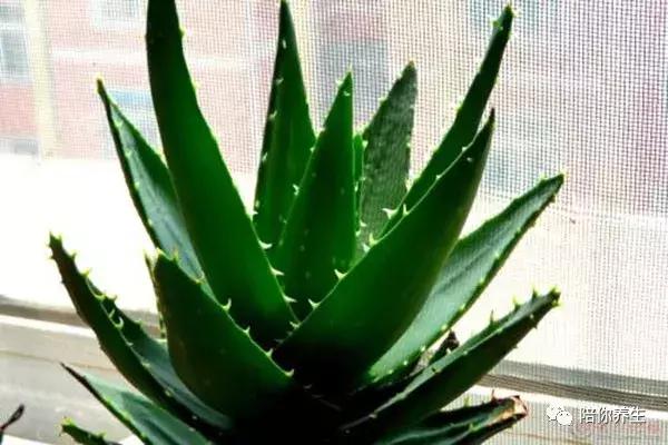 芦荟有什么用途啊,芦荟有什么用途怎么吃