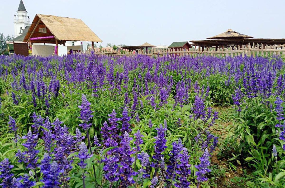 蓝调薰衣草庄园门票,蓝调薰衣草庄园月季花