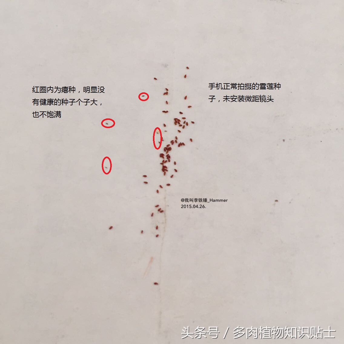 多肉种子有假的吗,多肉种子鉴别