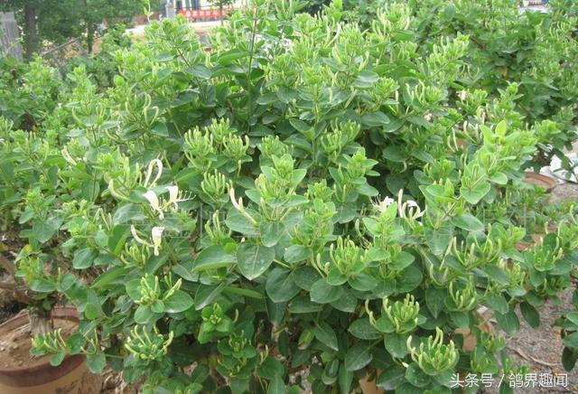 养鸽子必备的药物,要想鸽子不生病平常喂点什么呢