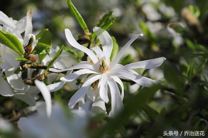 祖玛珑香水星花木兰,祖马龙花木兰香氛
