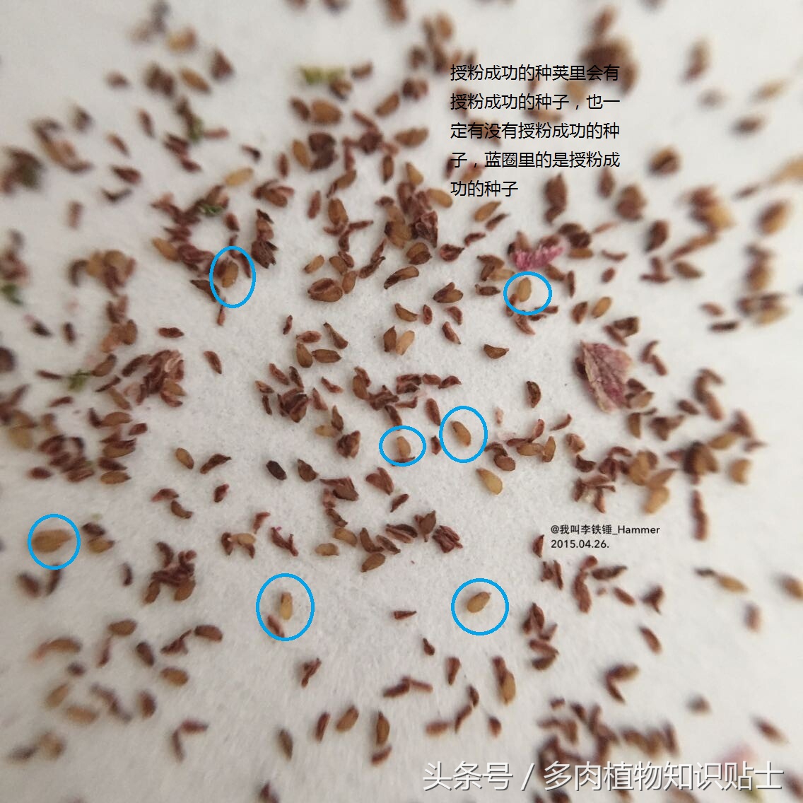 多肉种子有假的吗,多肉种子鉴别