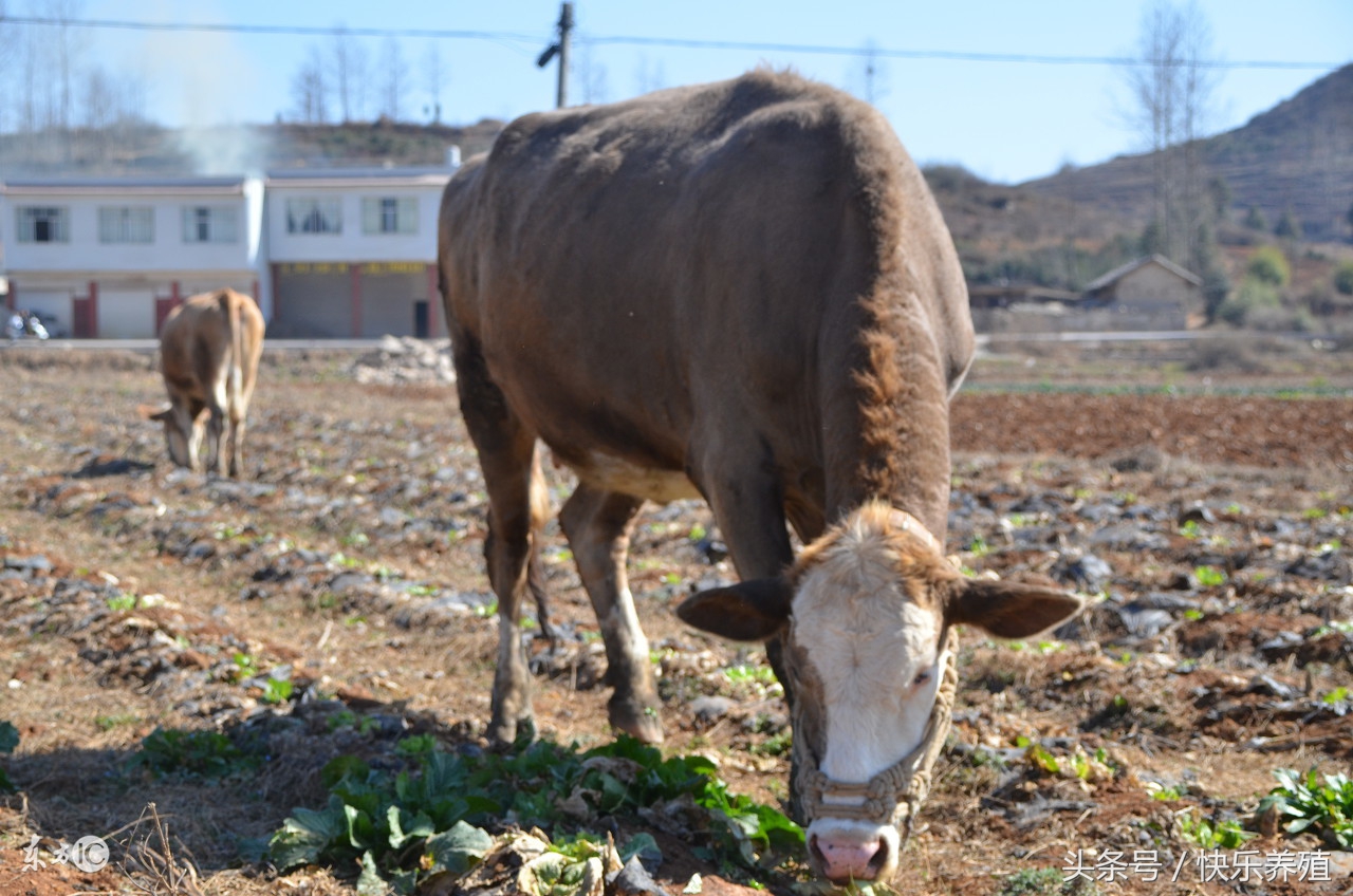 牛吃了塑料袋怎么办缺什么元素,养牛吃塑料袋怎么办