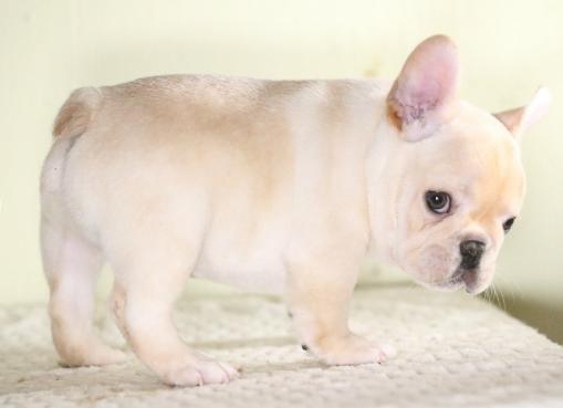 汪也需要减肥！法牛君：要么瘦！要么要么……铲屎的我零食放哪儿了