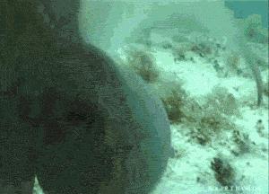 蔑视中心法则的章鱼,章鱼哥智商逆天