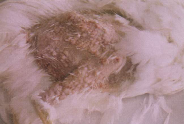 鸡马立克病有什么特征,鸡群为什么容易发病