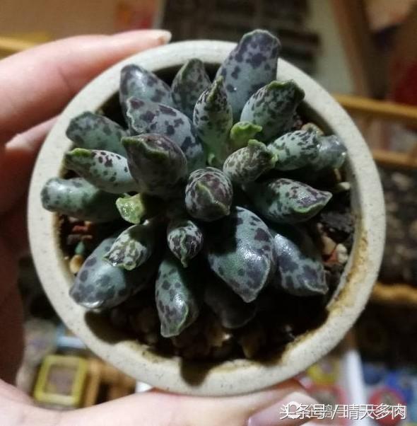 水泡系列的多肉品种大全,一见钟情情有独钟