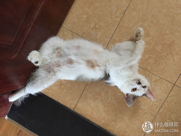 捡到的猫咪要不要归还给原主子,捡到一只流浪猫要注意事项