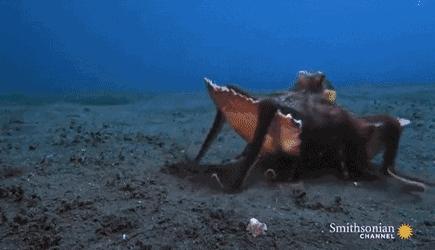 蔑视中心法则的章鱼,章鱼哥智商逆天