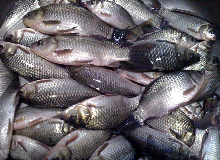 冬钓鲫鱼窝料的绝密配方,野钓鲫鱼窝料绝密配方