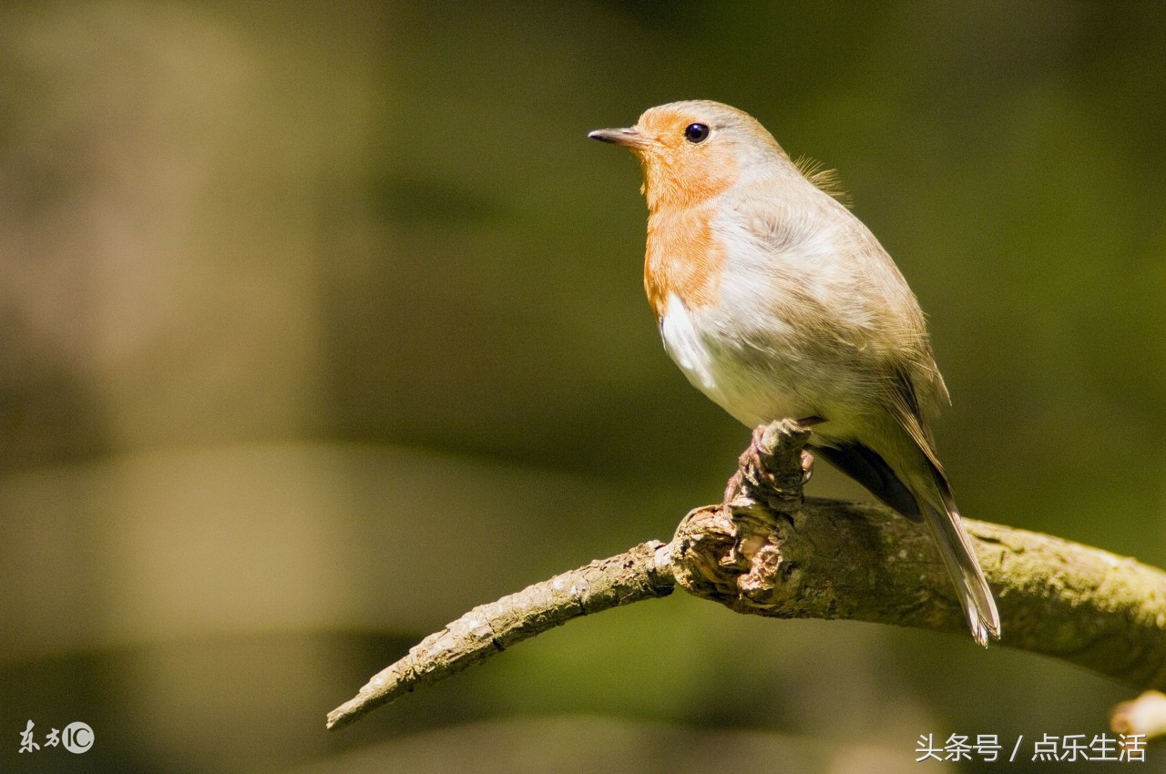 人生5福,人生5福是什么