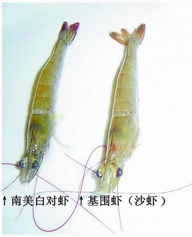 基围虾和对虾的区别图片,基围虾对虾区别