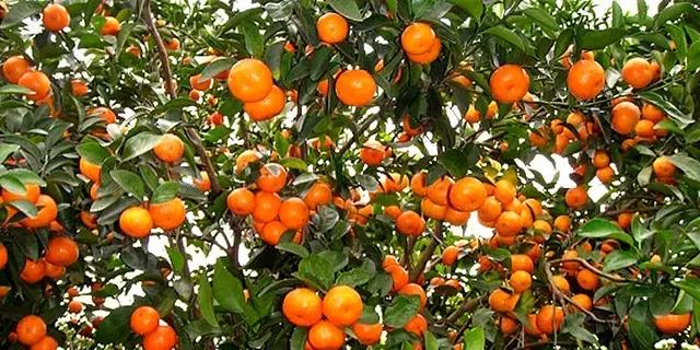 来肇庆端州旅游去哪玩,去肇庆市旅游带什么手信