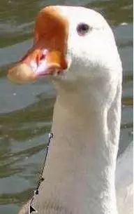 photoshop抠图接单,Ps怎么用路径抠图