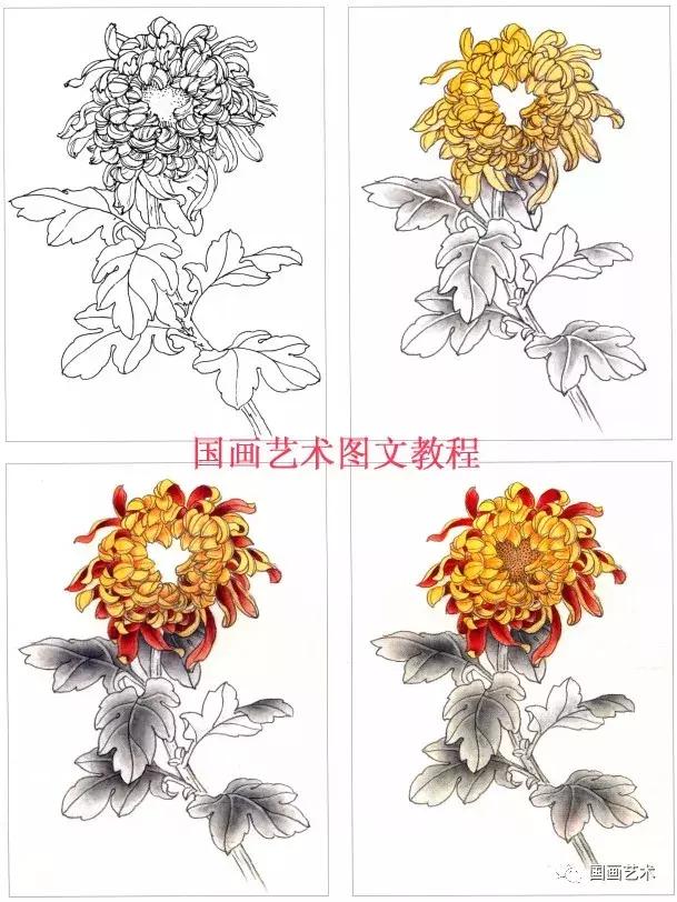 工笔菊花画法步骤示范,工笔菊花设色步骤