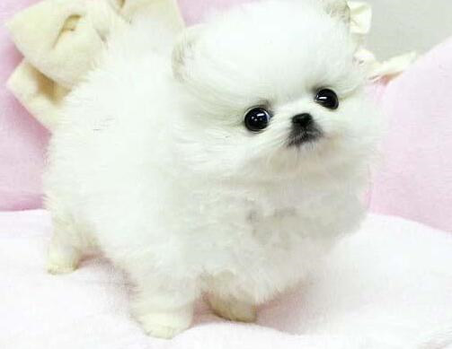 博美犬细小治疗后注意事项 (如何让博美犬注意卫生)