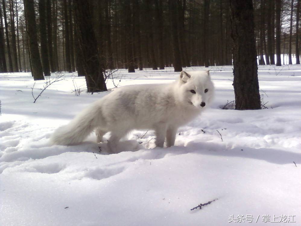 村妇救助八路军伤员,村妇好心救助受伤鬼子