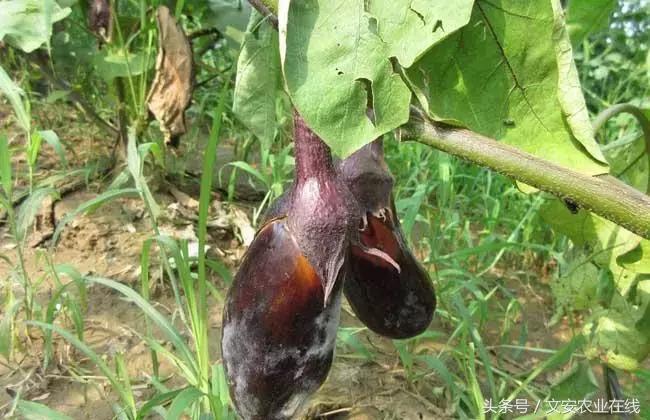 茄子的种植和管理及病虫害的防治,茄子蚜虫