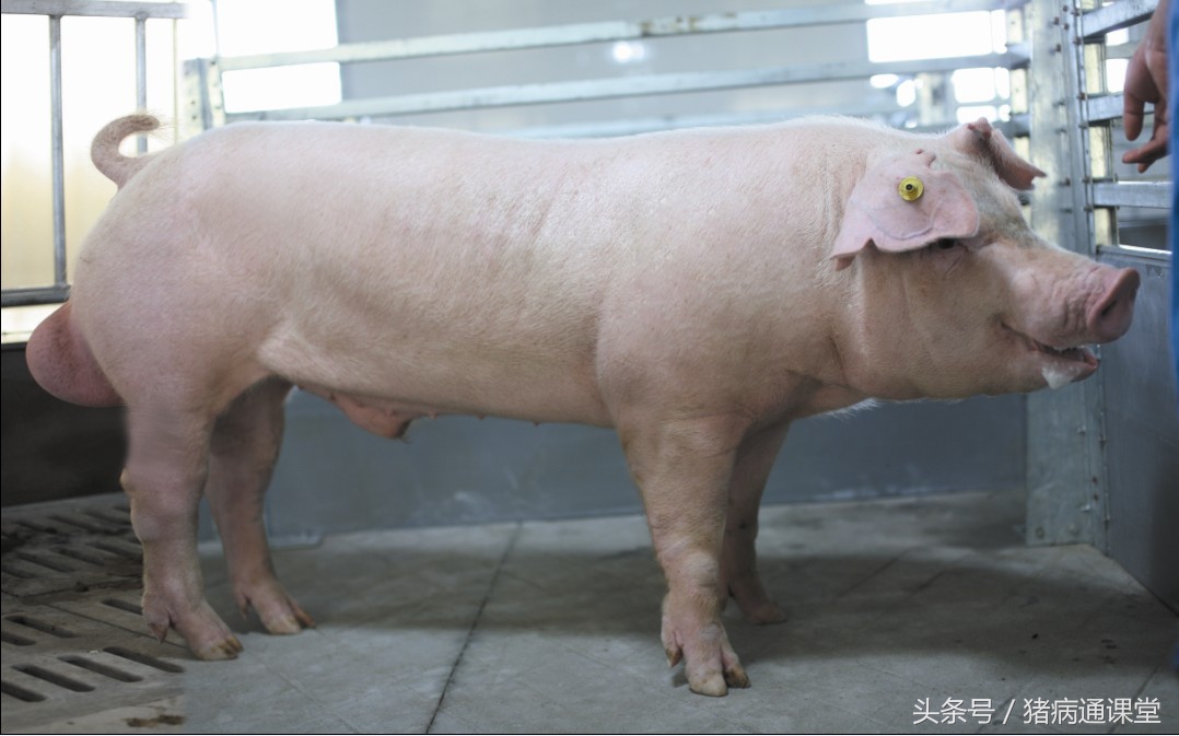 青年公猪怎么训练,大龄公猪的训练方法