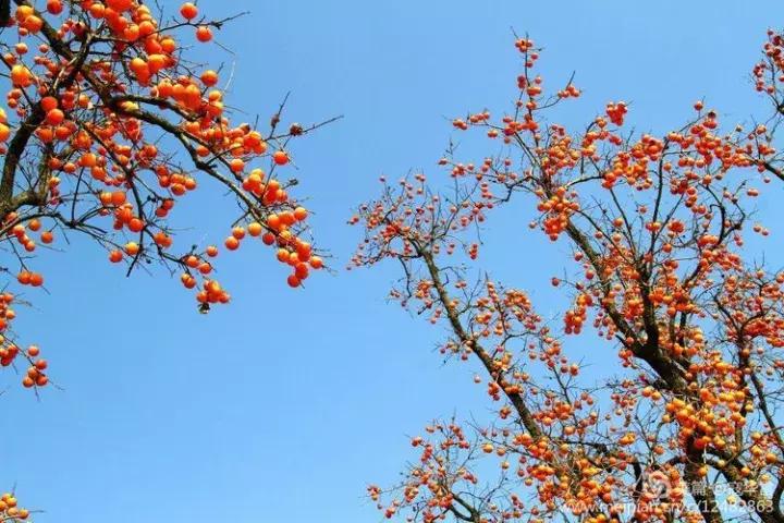 中国天然氧吧为什么是永寿,永寿槐林氧吧