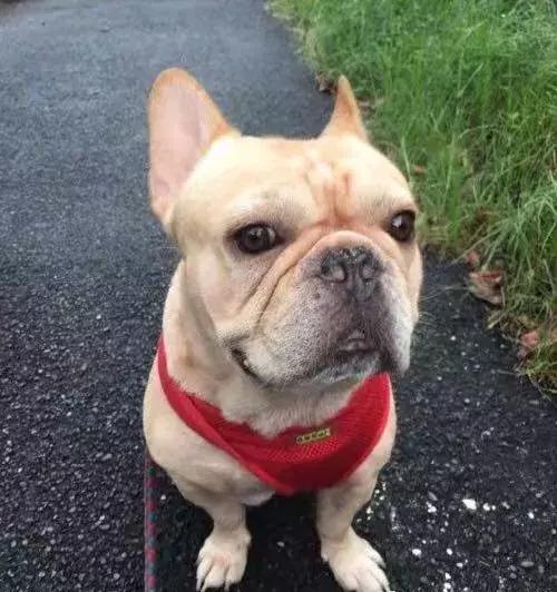 狗狗便秘不吃饭怎么回事,狗狗便秘不吃饭怎么办