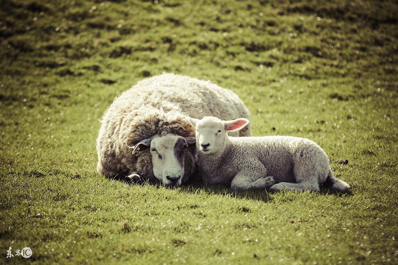 羊产后胎衣不下，病因，及治疗措施！关键时刻能救下两只羊的命！