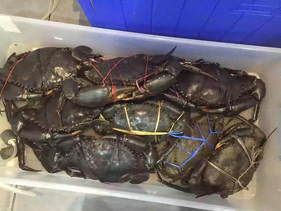 从前爱上帕劳有九大理由，现在我们给你第十个！