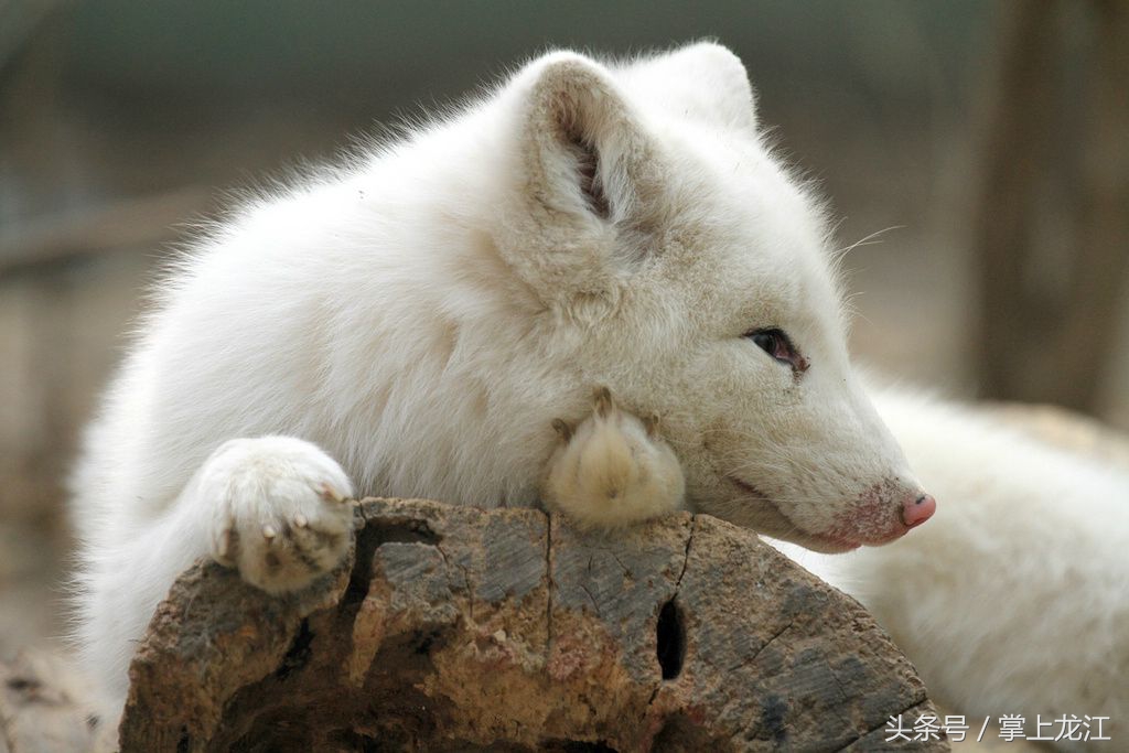 村妇救助八路军伤员,村妇好心救助受伤鬼子