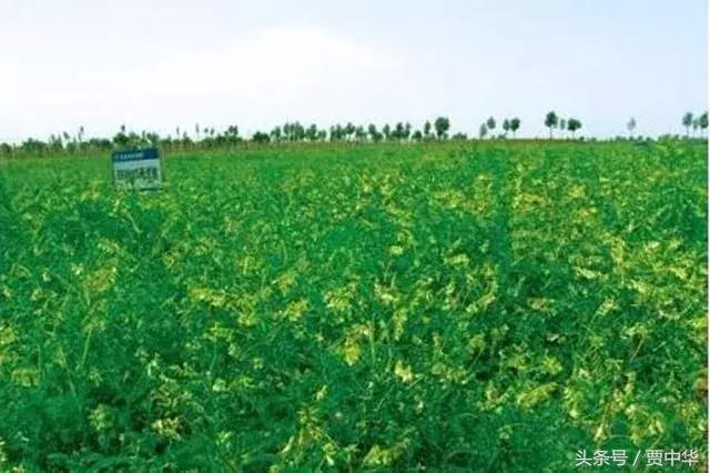 治猪病的草药,什么药能治猪的百病