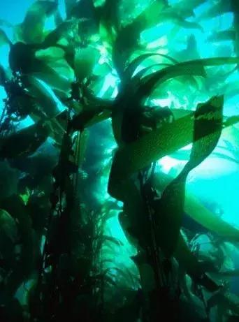 深海巨藻四十噚,深海四十噚面霜和巨藻精华