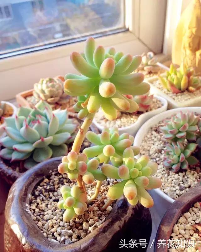 新买的多肉怎么养才能养好,养多肉的乐趣在于什么