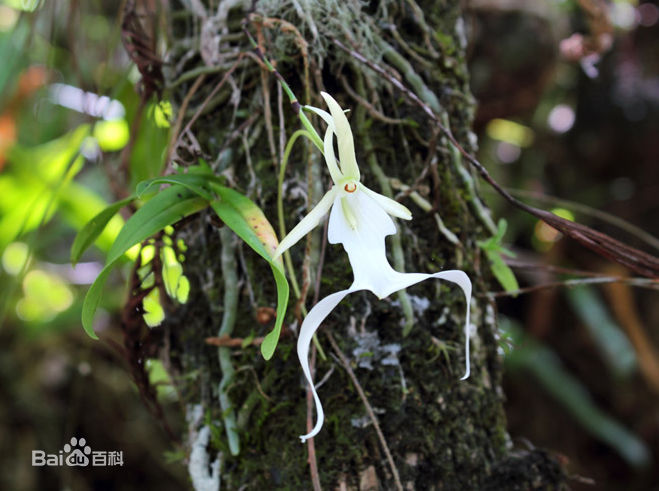 贵州省最名贵十种兰花,最名贵十种兰花剑阳蝶